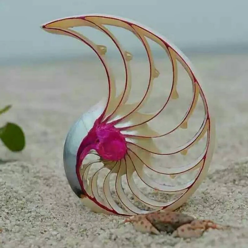 MESOPOTAMIA красочные натуральные раковины украшения с дизайном ракушка роза Nautilus Fossil