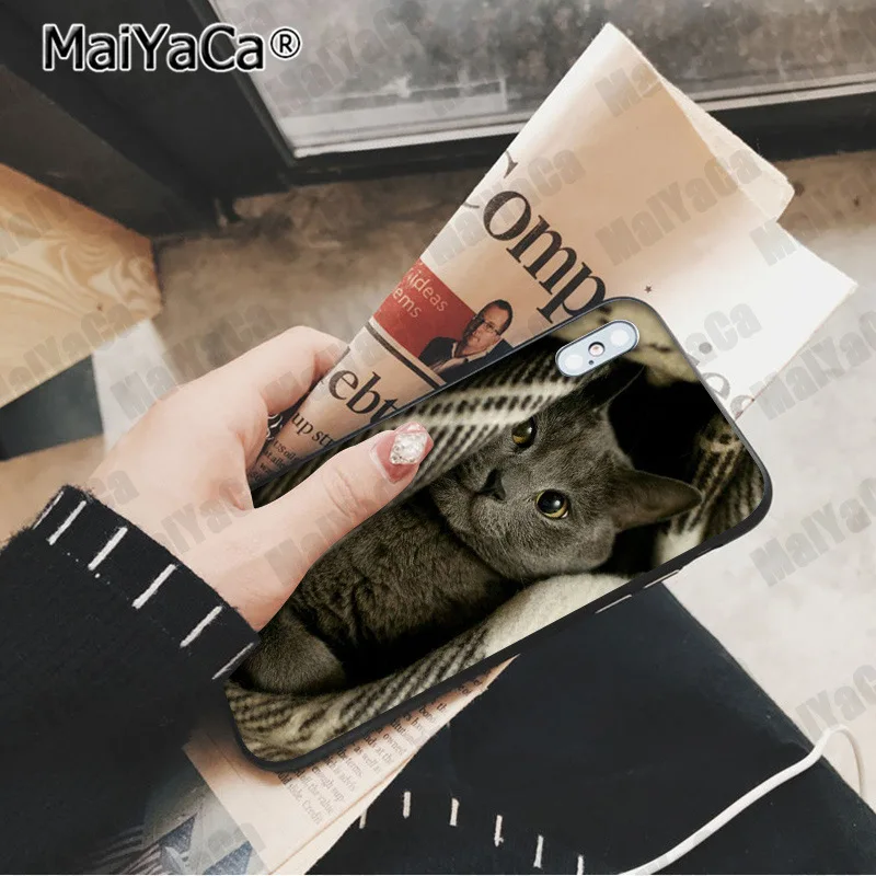 MaiYaCa милый Британский короткошерстный кот Новинка чехол для телефона Fundas чехол для Apple iphone 11 pro 8 7 66S Plus X XS MAX 5S SE XR чехол