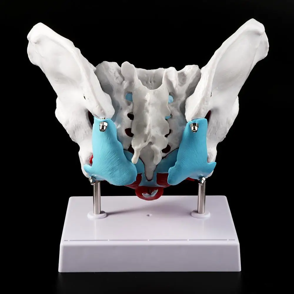 

Female Pelvis Pelvic Floor Muscle Model Uterus Ovary Muscle Teaching Resources Educational Supplies Removable Medical Science