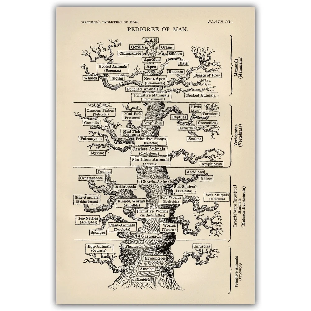

Anatomy Wall Art Wall Decor Silk Prints Art Poster Paintings For Living Room No Frame