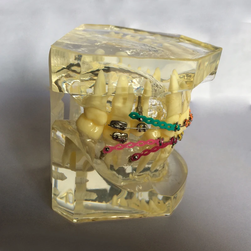 1 шт. зубные стандартные зубы прозрачная модель научить исследование