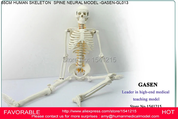 Анатомическая модель скелета анатомическая SKELETON GASEN GL013 человека|model skeleton|skeleton
