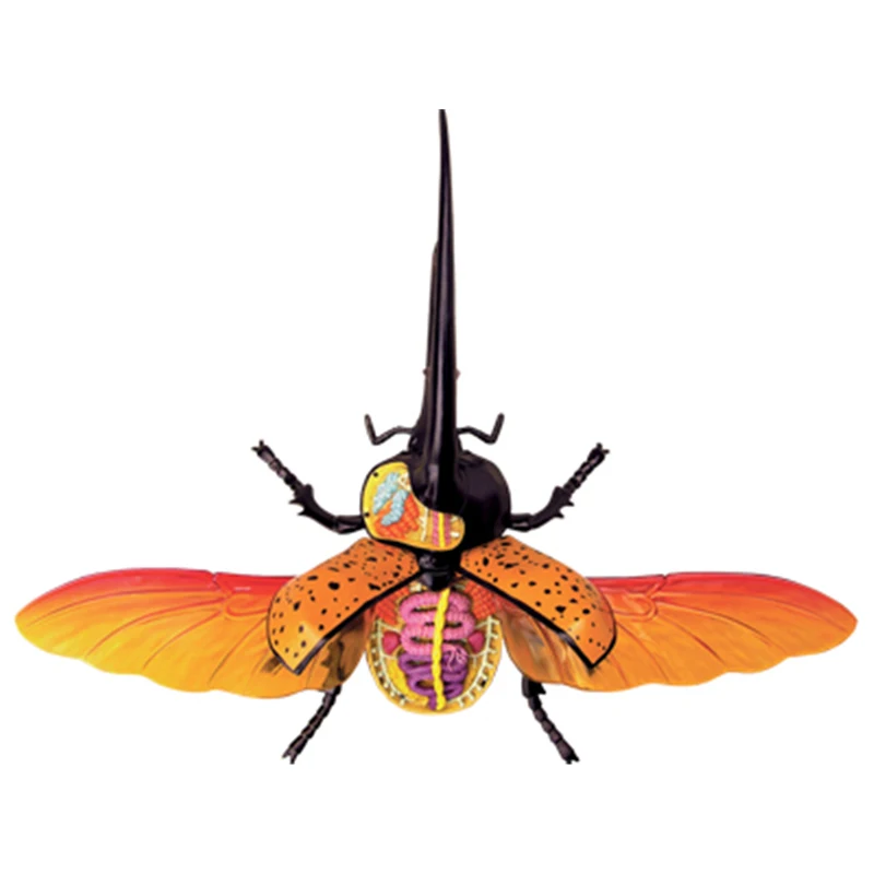 

4D Hercules beetle Intelligence Assembling Toy Animal Organ Anatomy Model Medical Teaching DIY Popular Science Appliances