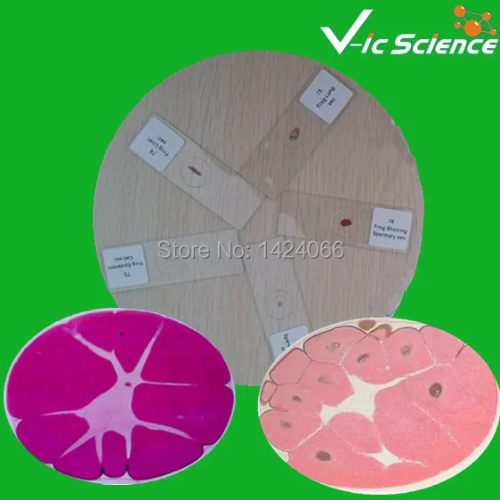 Набор лезвий для эмбриологии | Канцтовары офиса и дома