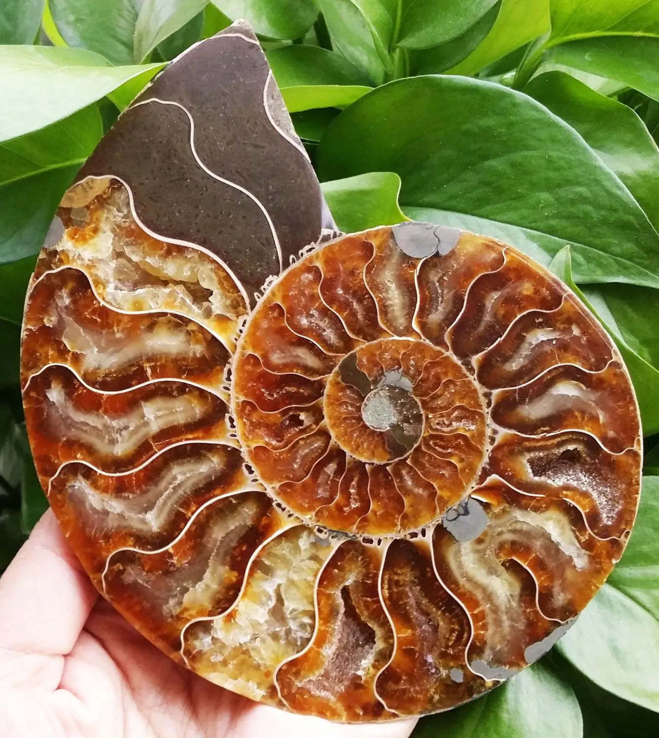 1Pair Half Cut Ammonite Shell Jurrassic Fossil Specimen Madagascar (XA6133) | Дом и сад