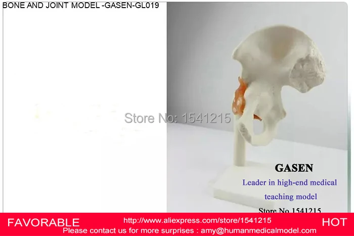 Медицинская Анатомия человека модель скелета бедра кости и суставов движение