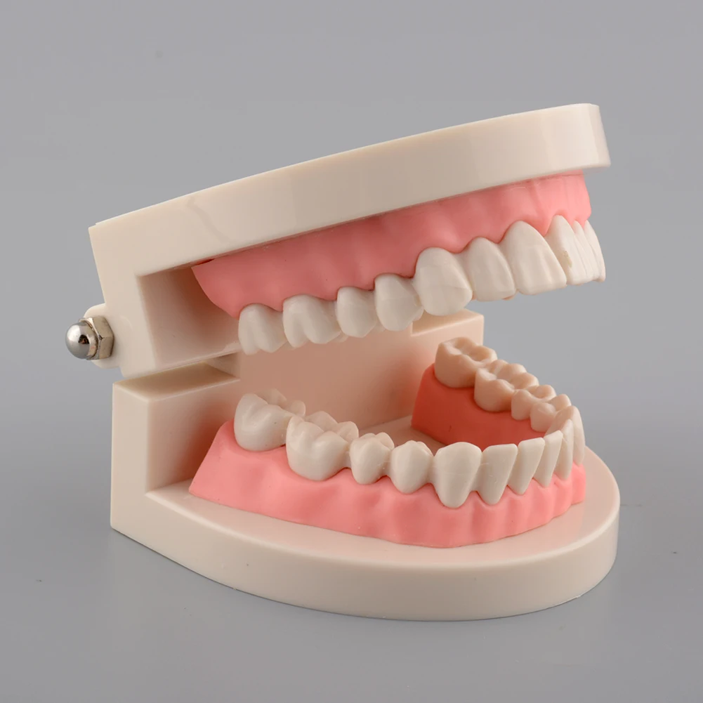 Модель для детских зубов стандартная модель обучения стоматологии демонстрации