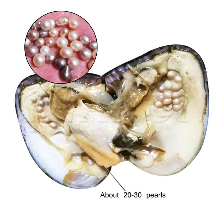 

2018 Big Oyster Pearl eight years aquaculture 20-30 pcs pearls Individually Vacuum Packed Cultured Fresh Oyster Pearl Supply