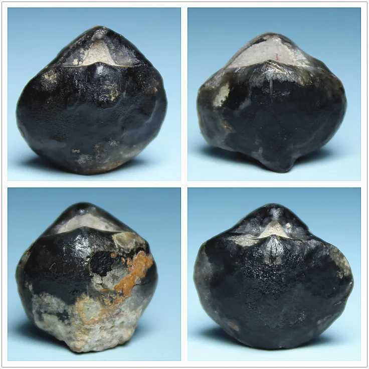 

Guangxi producing smaller stone Yimeng Bei fossil specimens for collection of fossils fossil shells
