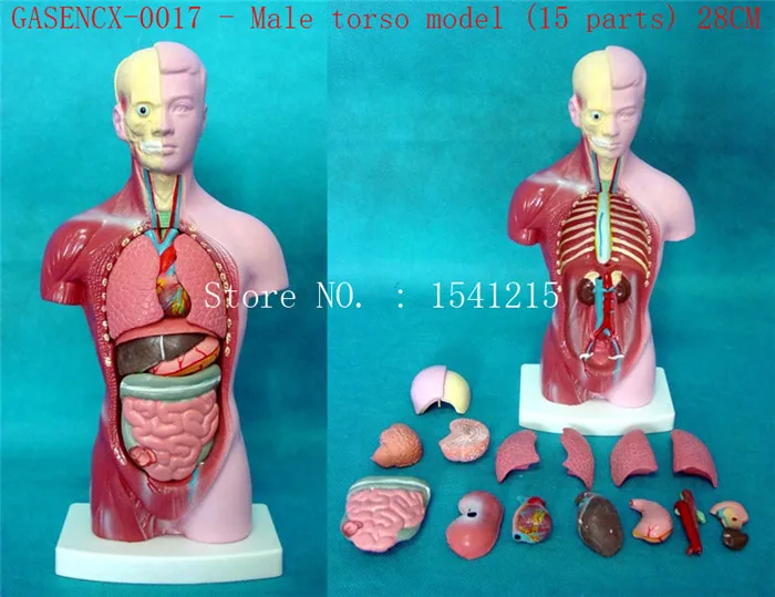 Модель анатомии человека моделирующая модель медицинская мужская торса (15