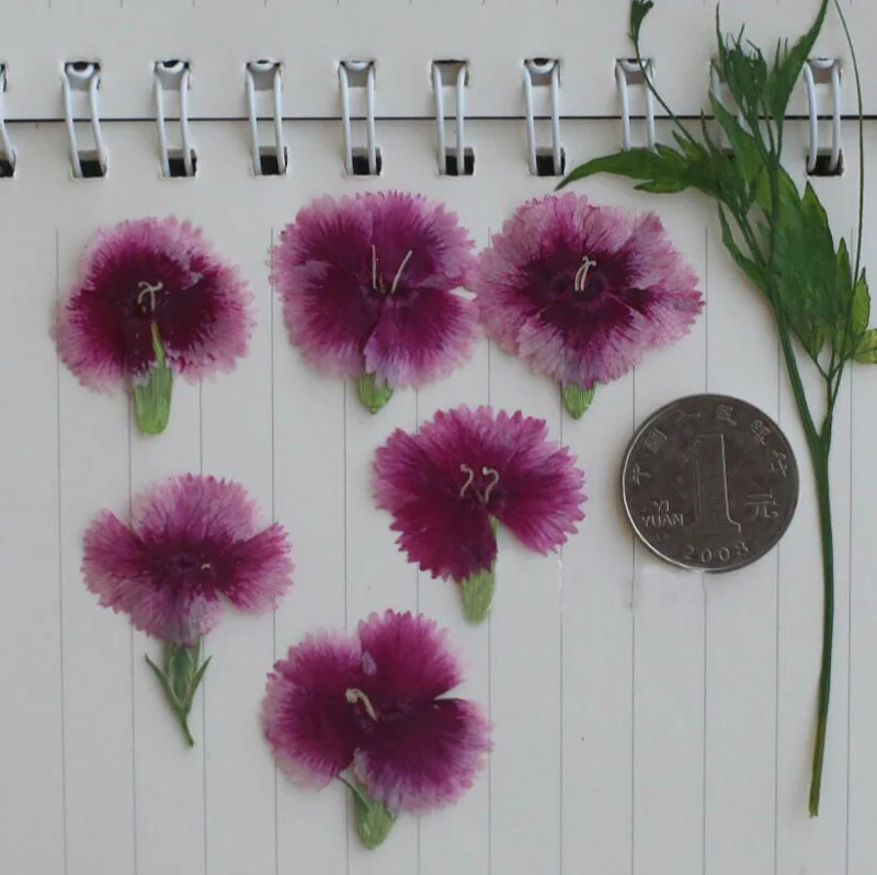 120 шт прессованный высушенный Гвоздика китайская Цветочная гербарий из растений
