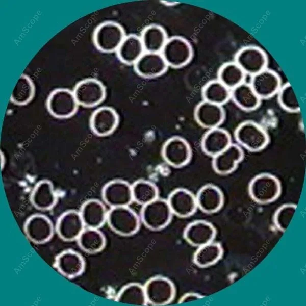 Бинокулярный блочный микроскоп темного поля AmScope поставляет 40x 1600x бинокулярный