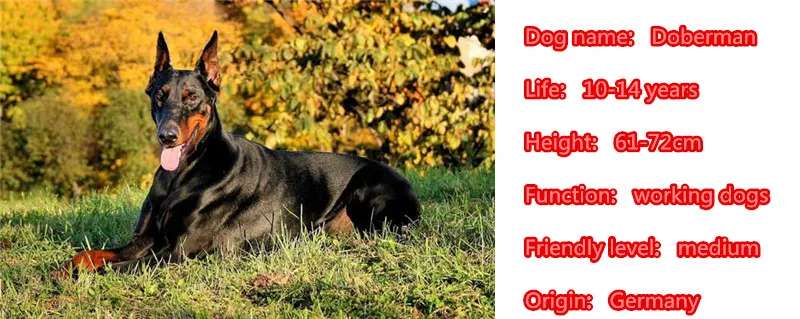 Необычная ожерелье добермана собака животное кулон Золотое серебряное покрытие