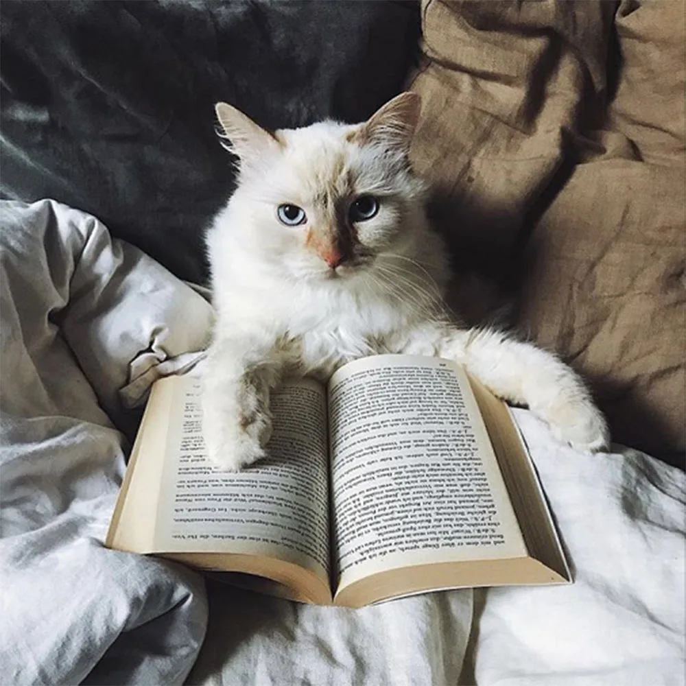 INS 500 штук хит продаж животные кролик/кошка пазлы деревянные Ранние развивающие