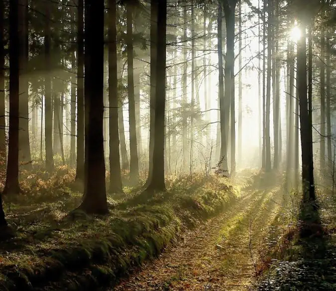

[Self-Adhesive] 3D Sun Winter Forest 7 Wall Paper mural Wall Print Decal Wall Murals