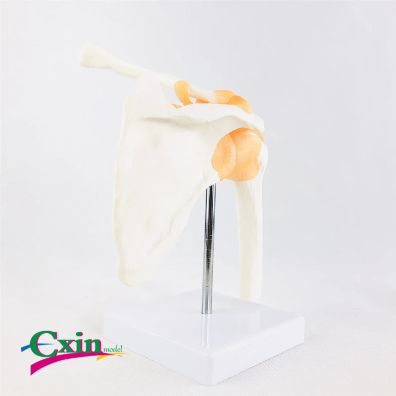 Модель шарнирного сустава человека Учебная модель медицинского лопатки скелета