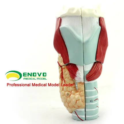 

Medical human laryngeal model of laryngeal muscles