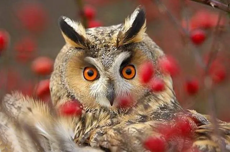 

5d Embroidery Square/round Animals Diamond Painting Decor Owl Diamond Mosaic Ktis Diy Kits Embroidery Handmade