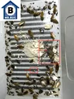 Ловушка для тараканов Mr Bug, отпугиватель тараканов, для борьбы с вредителями, муравьи, термиты, Ловушки для пауков, крыс, мышей, уничтожения насекомых