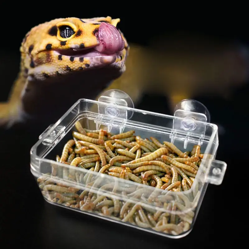 Reptile Feeder Anti-escape Food Bowl Turtle Lizard Worm Live Food Container 