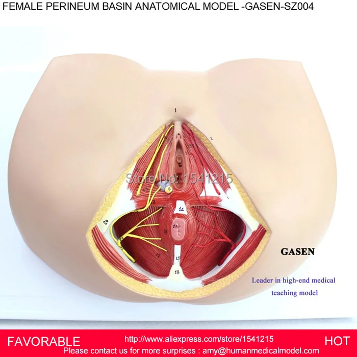 Женская репродуктивная модель вагины генитальная медицинская репродуктивной