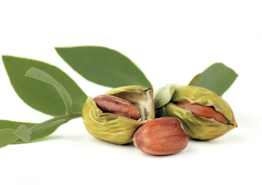 Масло Virgin Jojoba чистый нерафинированный холодный прессованный натуральный несрезанный несущей масла