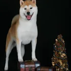 Искусственная алмазная живопись, полная квадратная искусственная вышивка крестиком, картина Стразы, ручная работа