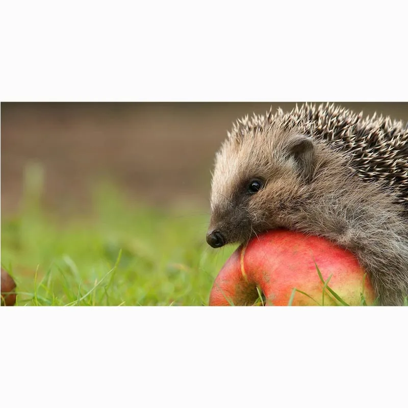 С принтом ЁЖ полотенце для пляжа из микрофибры быстросохнущее Спортивное банное