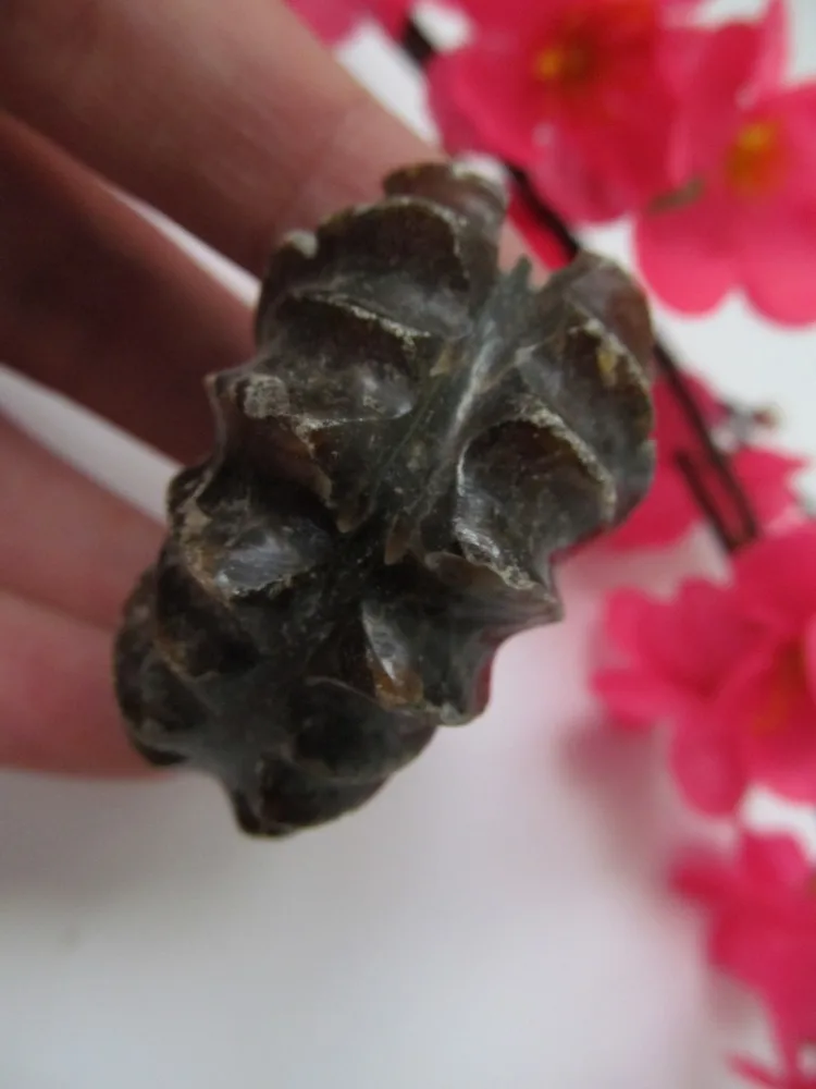 Высокое качество редкие полированные &quotКозья рога&quot Douvilleiceras аммонит Fossil 50