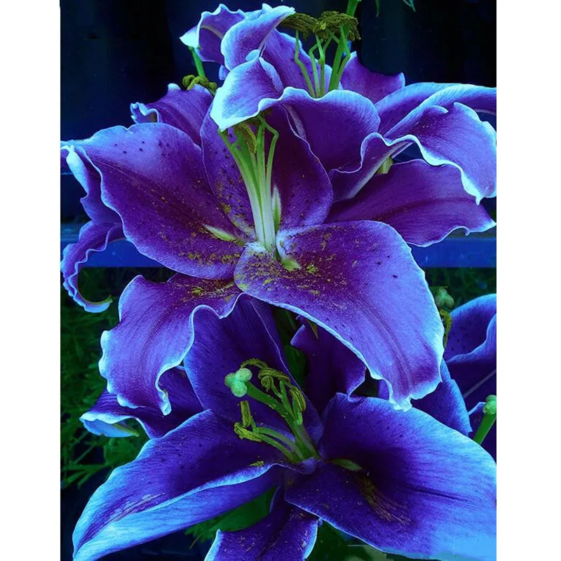 

5D Diamond Painting "purple Lily Flower" Diamond Embroidery Large Floral Cross Stitch 5D Home Decor Gifts Creative Mosaic Kits
