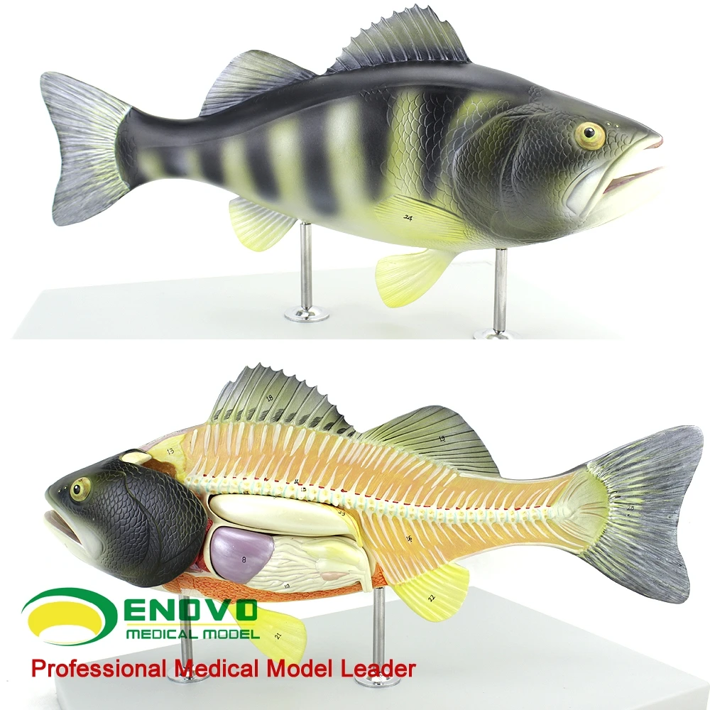 Fish anatomical model aquaculture professional science teaching experiment biological animal | Инструменты