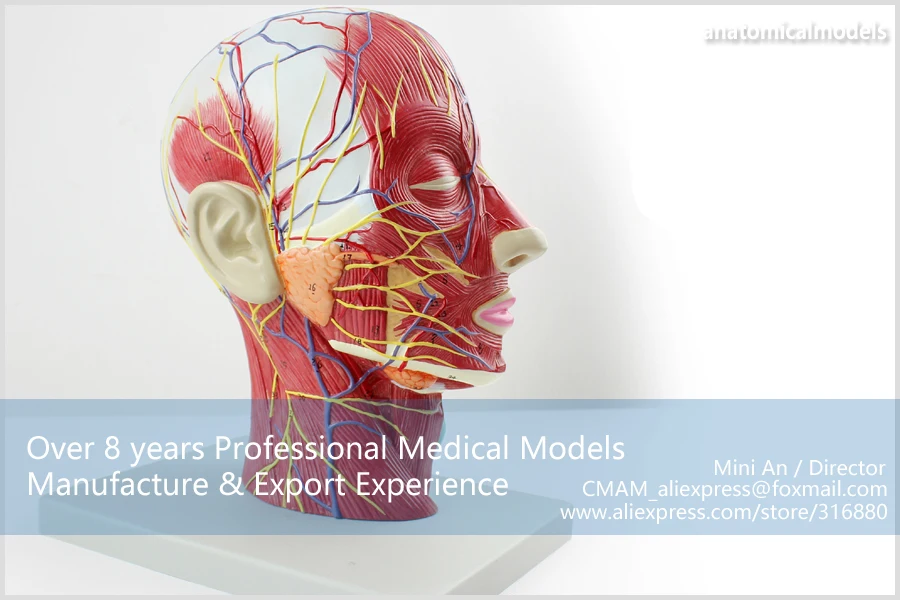 12402/правая половина человека голова шеи анатомическая модель, кожа лица, лицо мышцы