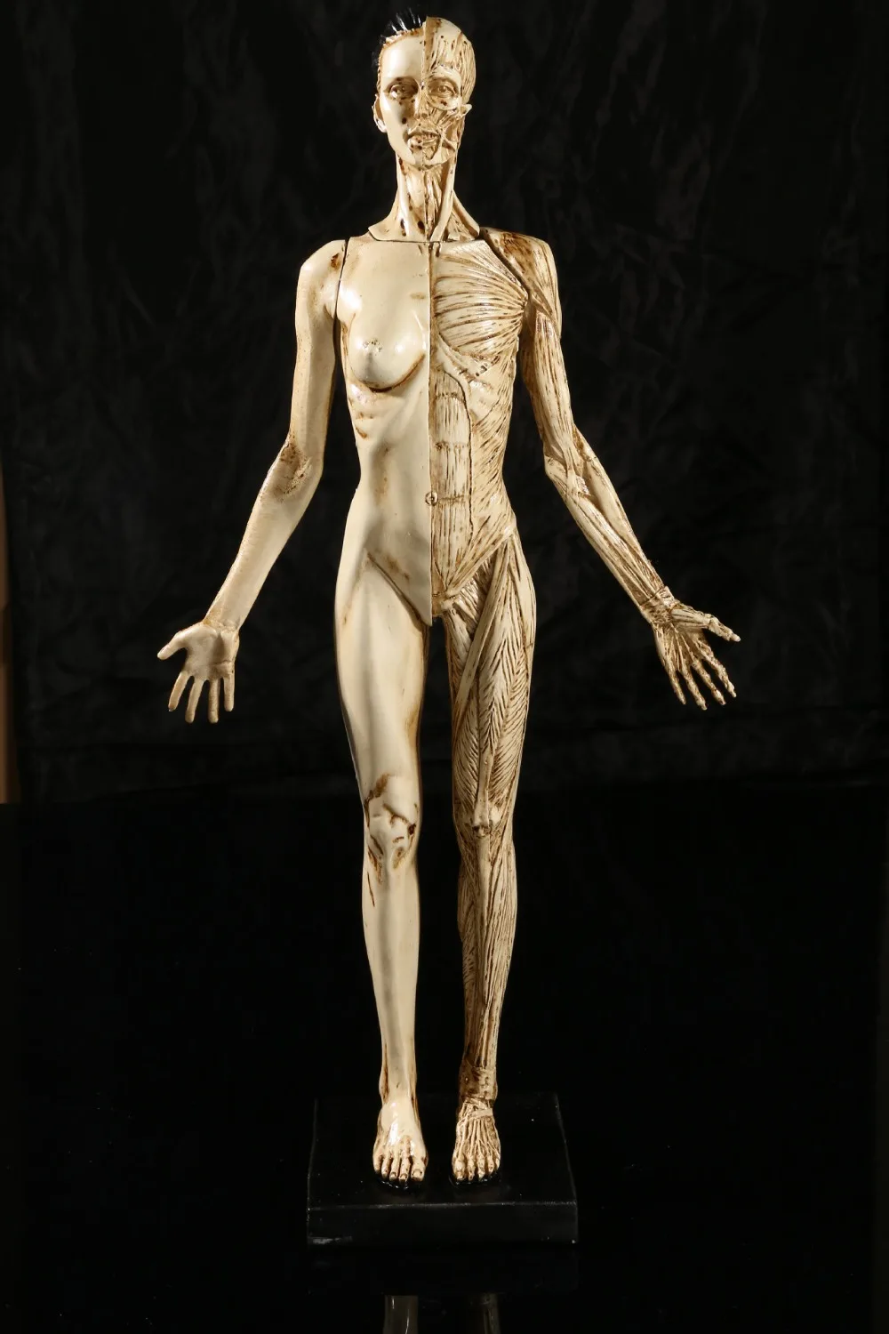 43 см смола Женский человеческий череп для изучения анатомии модель искусства в