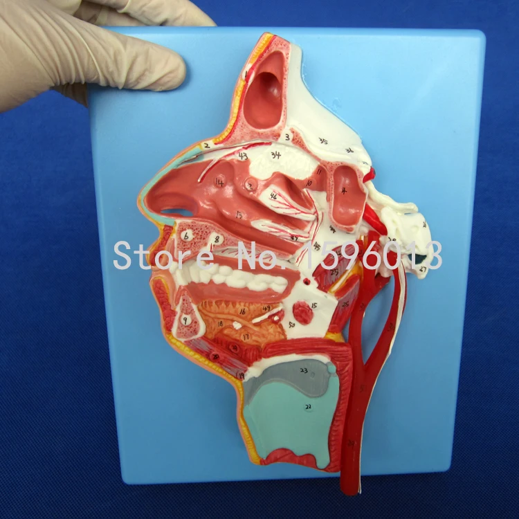 Модели нервов и сосудов в черепе лица рот нос лекарство ларинкс с сосудами