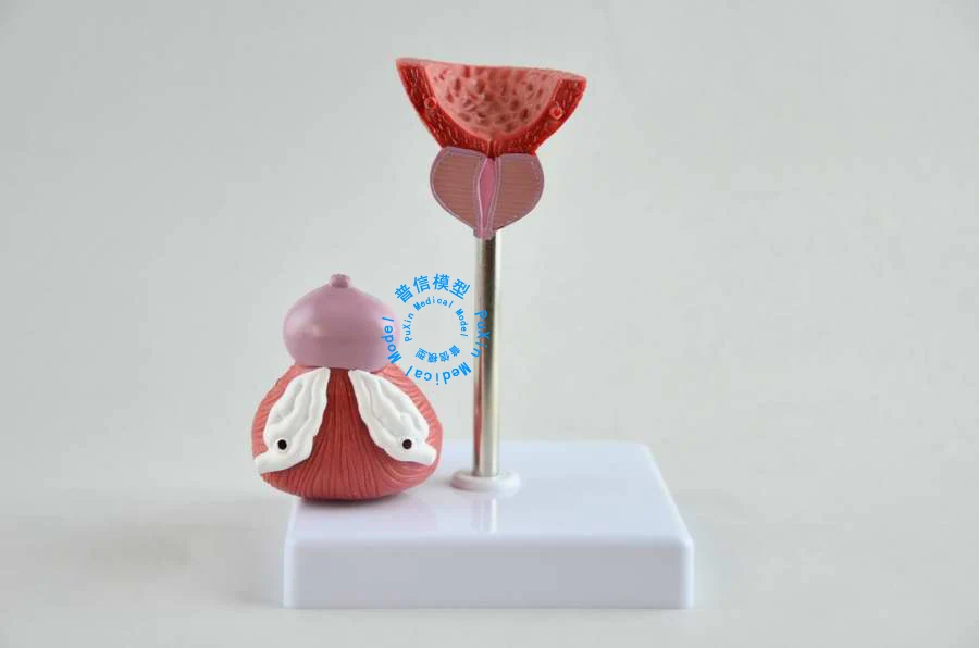 Бесплатная доставка и модель мочевого пузыря мочевыделительной системы