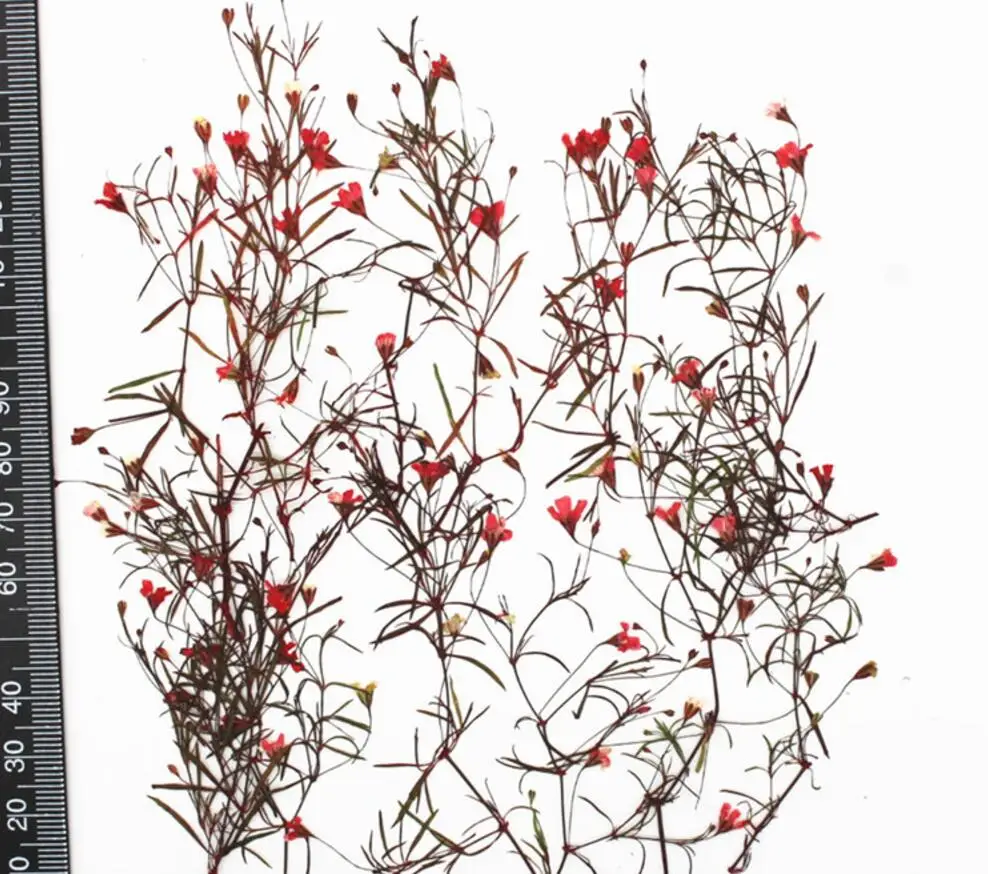 250pcs прессованный высушенный L. Цветочные растения гербарий для изготовления