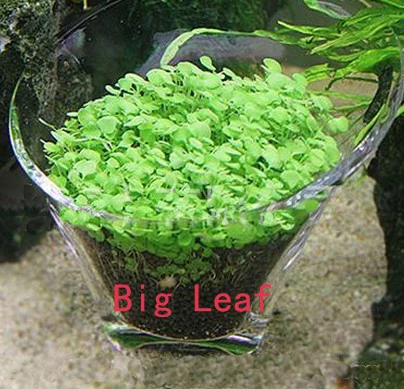 Big Leaf Аквариумные семена растений Glossostigma Hemianthus Callitrichoides легкое выращивание водяное растение для аквариума, семена травы, аквариума, аквариума, газона, Декор - Цвет: Big Leaf