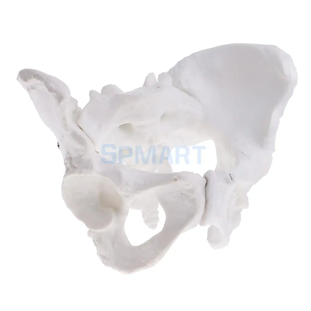 1:1 Lifesize профессиональный женский таз мешок пубис Скелет медицинская обучающая