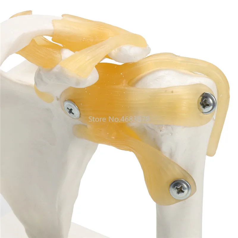 Жизнь Размеры анатомическая функциональная человека плечевого сустава