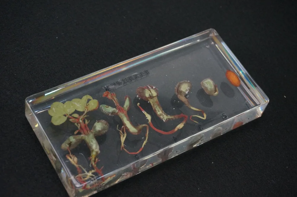 

The Specimen Of Peanut Germination Process In Clear Lucite Educational Equipment