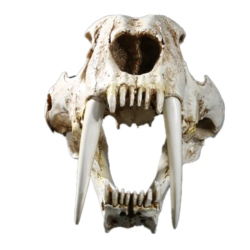 

Toothed Tiger Animal Skull Replica Head 1:1 Saber Figurine Resin Art&Craft Home Hallowmas Decorations R110