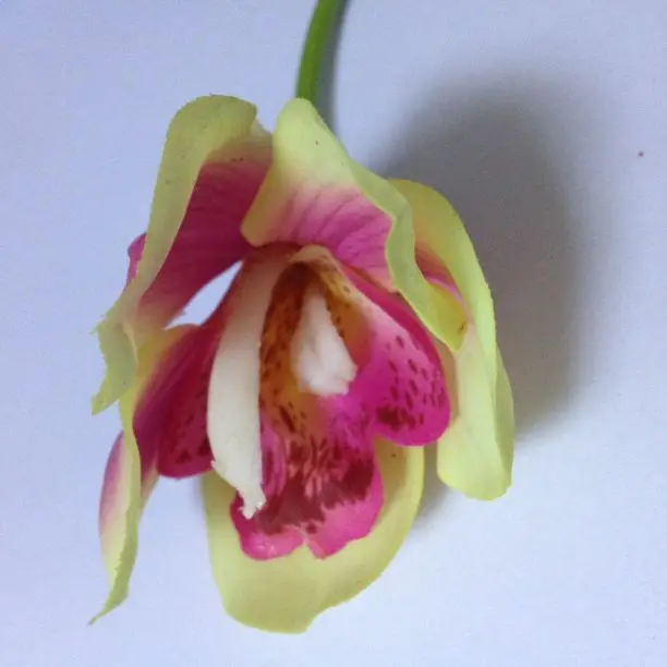 Light rose red 9 цветов, искусственная Орхидея, скрапбукинг, цветы для свадьбы, свадебные, для дома, свадебные, вечерние, декор для сада - Цвет: Light rose red