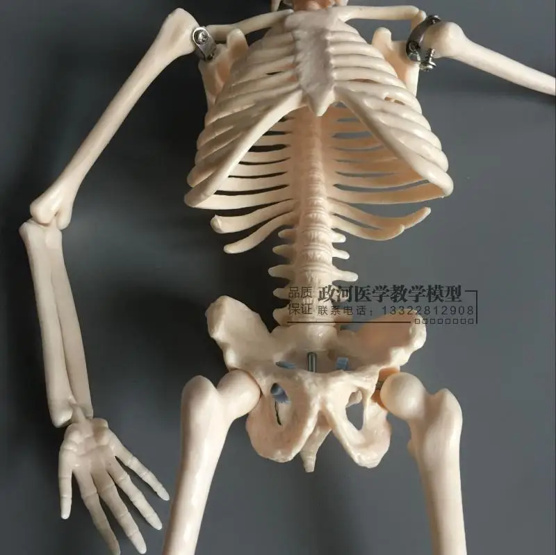 Модель скелета 45 см художественная модель человеческого тела|Медицинская наука|
