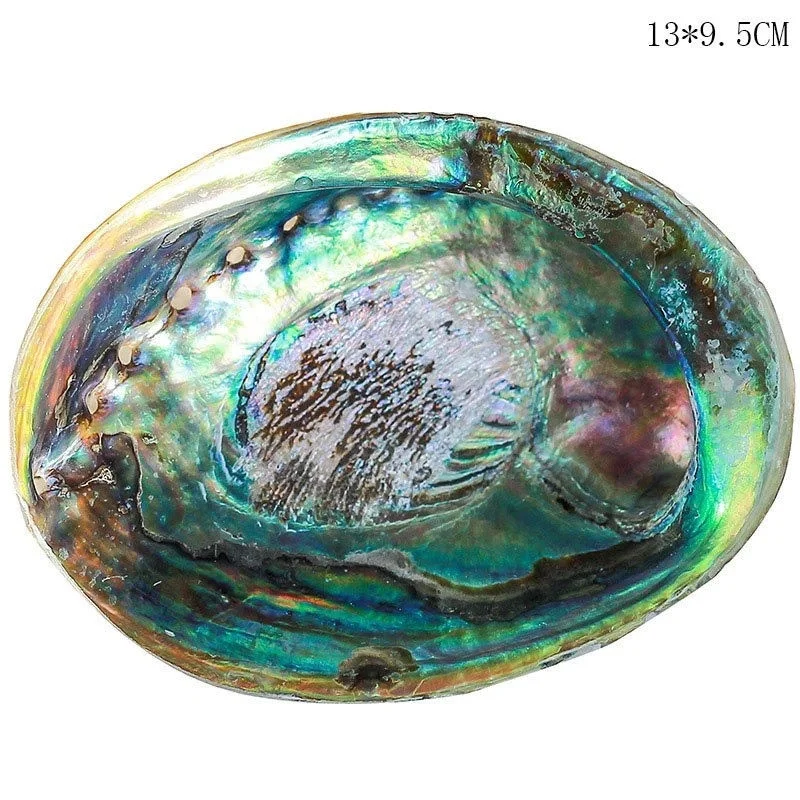 

12-14CM Polished Natural Abalone Shells Seashell Home Landscape Aquarium Decor Soap Holder Craft Handmade