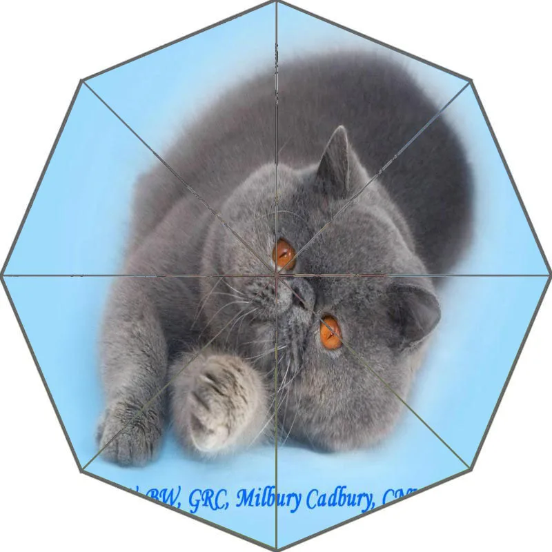 Nice cat экзотическая короткошерстная зонтик пользовательские солнечный и дождливый зонтик Дизайн Портативный Мода Стильный Полезная Зонты хороший подарок - Цвет: Белый