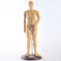 50cm human model of acupuncture point medical teaching male model free shipping