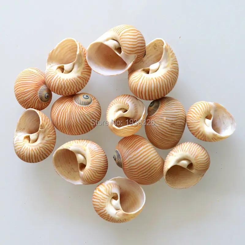2 7 см белый желтый раковины натуральный пляж моря ремесла аквариум украшения для