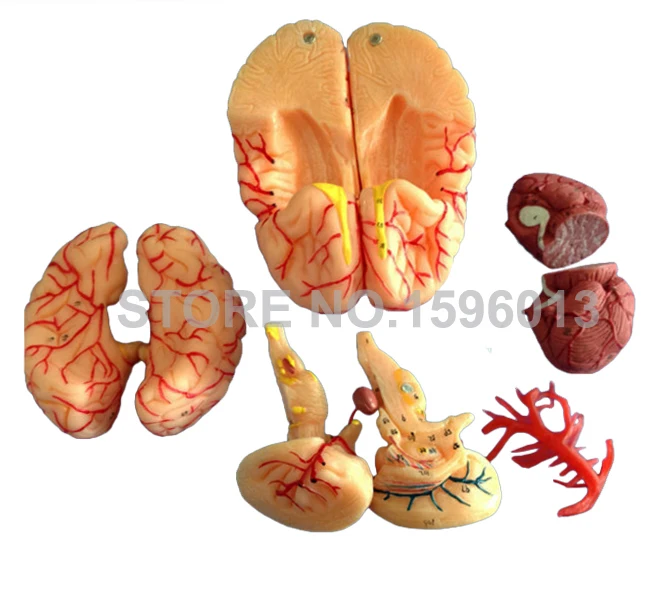 Усовершенствованная модель мозга из 9 частей с артерией анатомический мозг 3D