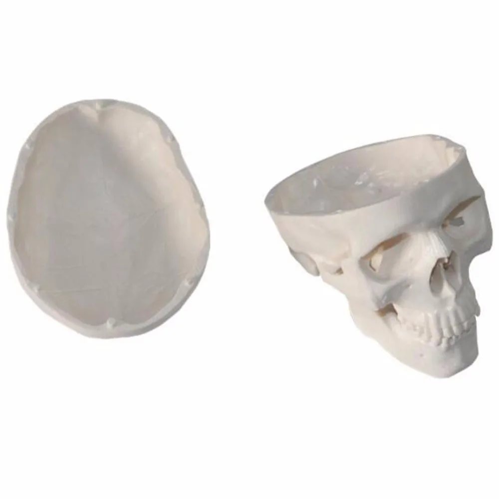 1 шт./упак. крутой ПВХ Mini Skull Human Head для искусства медицины и анатомии|Медицинская