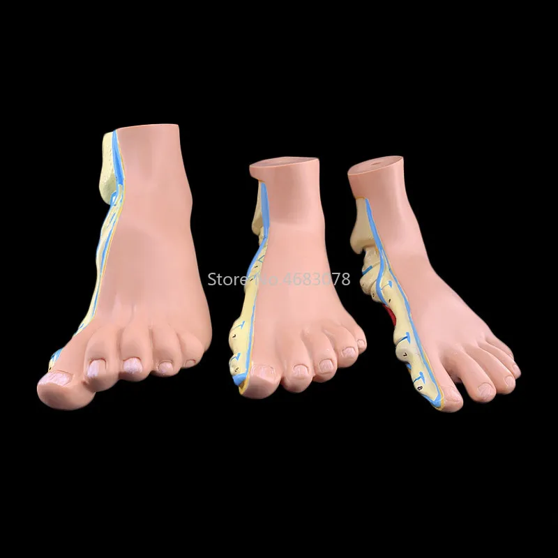 3 шт./компл. модель человеческих ног пальмовых мышц обычная нога плоскостопие лук